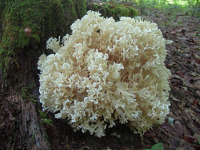 Funghi trasformisti , necrofili e sterili